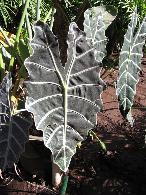 Amazonian Elephant Ear