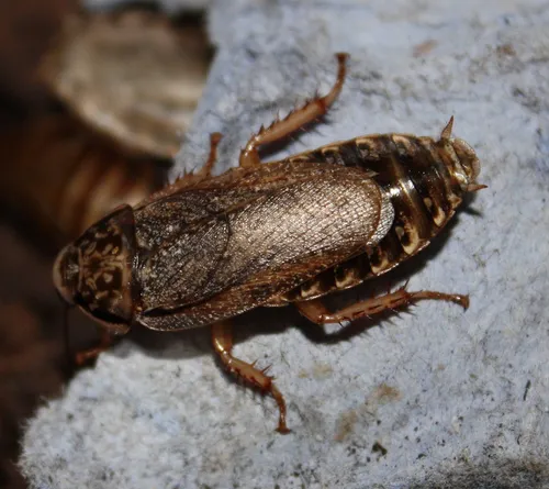 Speckled Cockroach