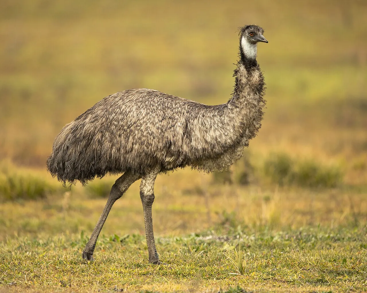 Emu - 1