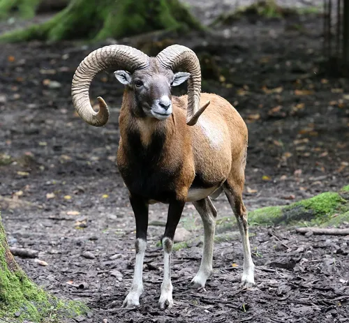 Mouflons
